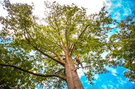Best Tree Disease Treatment  in Camp Croft, SC