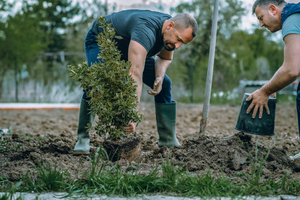 Best Tree Removal  in Camp Croft, SC