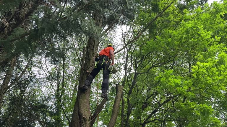 Best Storm Damage Tree Cleanup  in Camp Croft, SC
